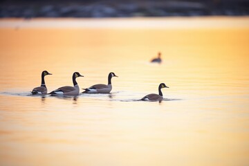 geese silhouettes at waterside sunset