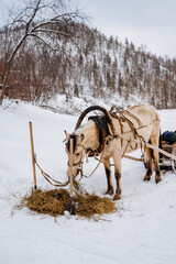 A horse eats hay in the snow in winter, A pet, a village horse in a harness stands on the snow. Feeding animals in the cold season.
