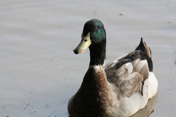 Mallard