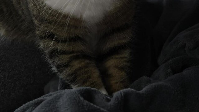 chat tigré faisant aller ses pattes sur une couverture