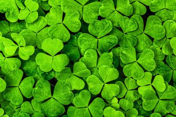 Background with green clover leaves for Saint Patrick's day. Shamrock as a symbol of fortune.