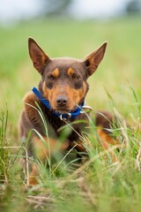 working kelpie dog on a farm in long grass in zew zealand