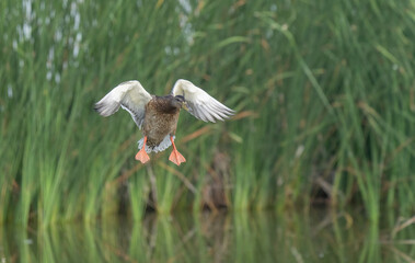 female mallard landing on the reeds