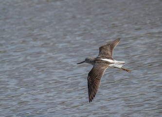 Common Greenshank in flight over the lagoon
