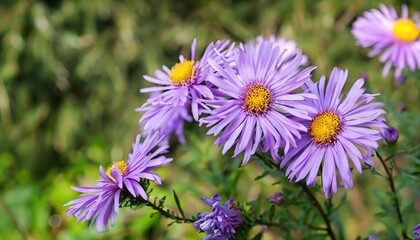 Aster flowering in the garden  with copy space