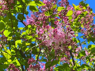 Pink lilac bush in the spring garden