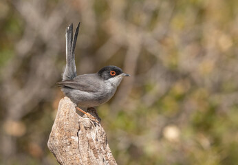 Sardinian Warbler male on the branch	