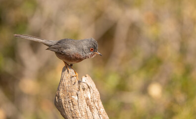 Datford Warbler on the branch	
