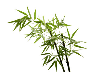 a bamboo plant with leaves