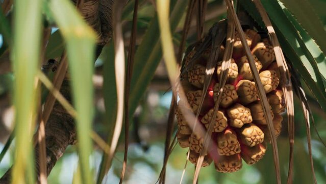 Pandanus odorifer growing on a tree in sunny weather