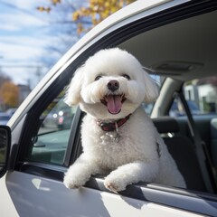 Happy dog with his tongue hanging out leans out of a white car window. Travel with pets