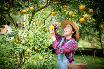 Happy woman farmer smiling in the gardenl under checking gardening organic orange tree plant garden and harvesting ripe orange crop by taplet computor is agriculture harvesting smart farm concept.