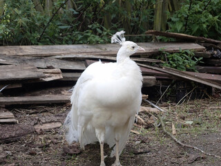Wild Animals in Czech Karlovy Vary