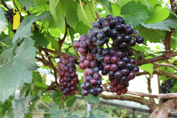 Fresh red grapes on the tree. A bunch of dark red Queen Nina grapes hanging with green leaves on a branch in an outdoor organic garden with leaves on a blurred background with selective focus.