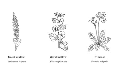 Collection of edible and medicinal plants
