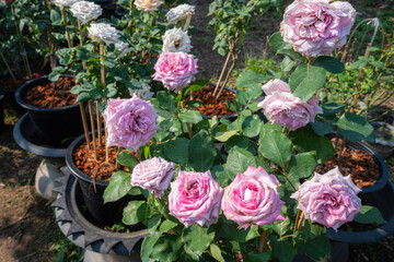 Red candles and burning incense sticks Paper gold with the Chinese alphabet Blessings written on it Is a Fortune blessing compliment for pay respect to god in Chinese New Year day at a Chinese shrine