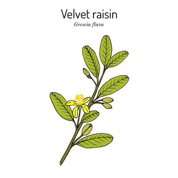 Velvet raisin (Grewia flava), edible and medicinal plant