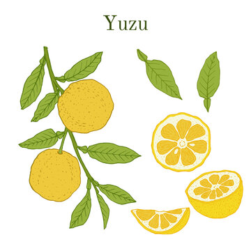 Yuzu (Citrus junos), japanese edible citrus fruit.