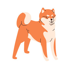 Cute dog of Akita-inu breed. Canine animal standing, looking. Funny purebred doggy. Amusing puppy with bicolor coat, fur. Flat vector illustration isolated on white background