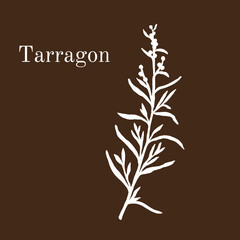 Tarragon (artemisia dracunculus), aromatic kitchen and medicinal herb