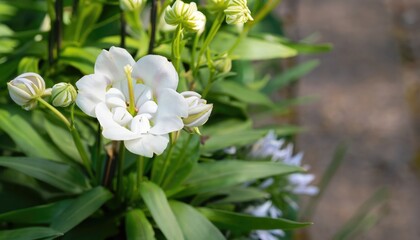 Florentina flowering in the garden, with copy space
