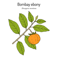 Bombay Ebony (Diospyros montana), edible and medicinal plant