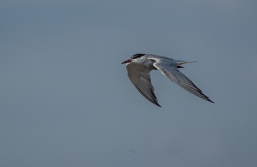 whiskered tern flying over the marsh	