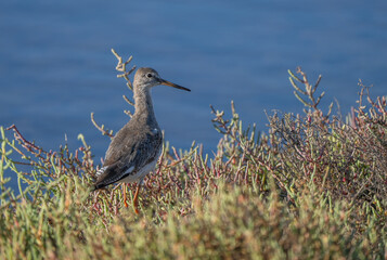 common redshank in the marsh