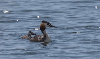 Great Crested Grebe with his offspring	