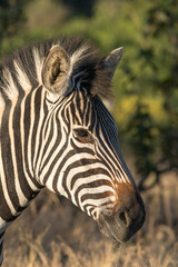 Fototapeta na wymiar A closeup portrait of a Plains Zebra's face. full of stripes in Kruger National Park. 
