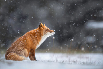 雪の日のキタキツネ