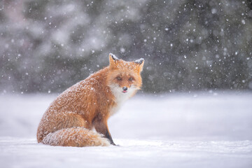 雪の日のキタキツネ