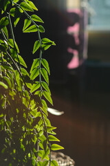 Light passing through leaves of hoyas. The plant, placed on a piece of furniture, is drooping. In...