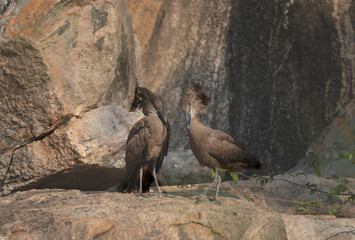 A pair of Hamerkop birds grooming themselves on the rocks in Kurger National Park. 