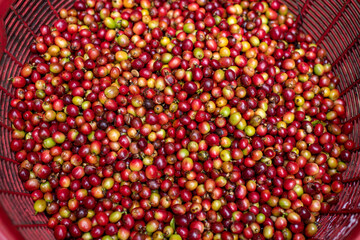 Arabica coffee beans the organic nature coffee beans before roasting and making coffee business concept.