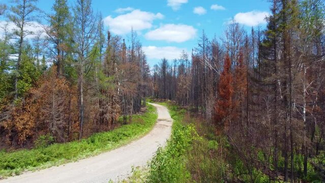 Aerial view along roadway of burned trees from Canada wlidfires, Toronto, Quebec