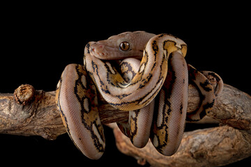 Naklejka premium The Reticulated Python (Malayopython reticulatus) is a python species native to South and Southeast Asia.