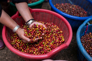 Coffee farmer or worker holding coffee beans on hands checks the quality of bean before take to roasted in machine is coffee process business concept.