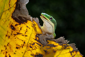 The Peacock Day Gecko (Phelsuma quadriocellata) on a yellow leaf. It is a brightly colored species found in Madagascar.