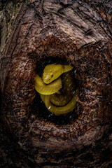 Yellow White Lipped Pit Viper - Trimeresurus insularis.