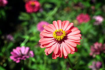 Obraz premium Close-up of a beautiful zinnia flower in nature.