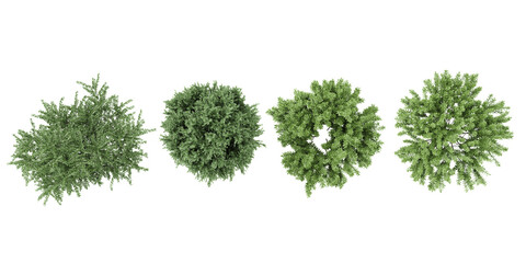 Cypress,Barberry Bush,Rosemary trees shape top view cut out transparent backgrounds 3d rendering