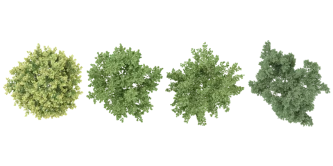 Deurstickers Dogwood, olive trees in the forest, top view, area view, isolated on transparent background, 3D illustration, cg render © Saifstock