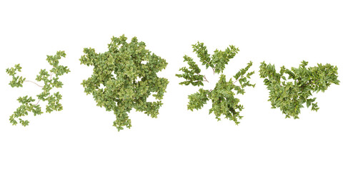 Obraz premium Set of White dogwood,Apple trees and shrubs, 3D rendering. top view, plan view, for illustration, architecture presentation, visualization, digital composition