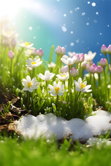 Spring flowers and grass growing from the melting sun, blue sky and sunshine in the background. Concept of spring coming and winter leaving.