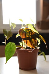 Contemporary plant for urban jungle Philodendron scandens Micans is growing on the brown pot with soil. Home plant with heart shaped soft and velvet leafs on the window turning beautiful morning soft 