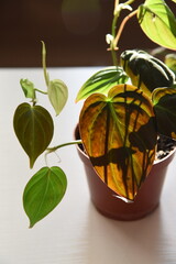 Contemporary plant for urban jungle Philodendron scandens Micans is growing on the brown pot with soil. Home plant with heart shaped soft and velvet leafs on the window turning beautiful morning soft 