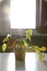 Contemporary plant for urban jungle Philodendron scandens Micans is growing on the brown pot with soil. Home plant with heart shaped soft and velvet leafs on the window turning beautiful morning soft 
