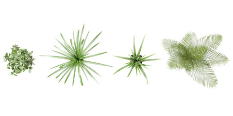 3d rendering of CPuya coerulea,Agave americana,plam Leaf and young  trees from top view
