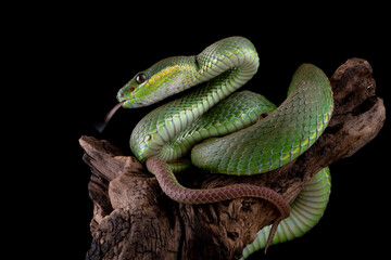 Trimeresurus insularis is a venomous pit viper species found in Indonesia.